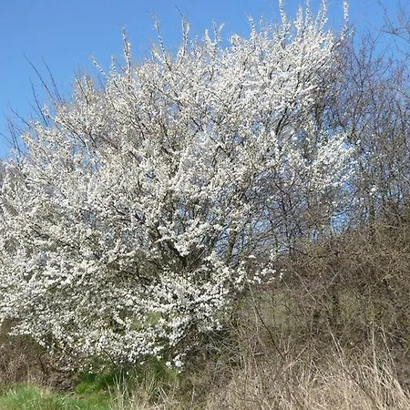 Merlins Turmhuus Comfortable * Nieby (Nieby, Schleswig-Flensburg)